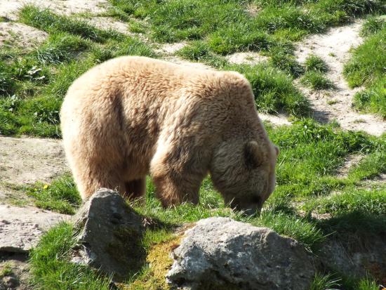 Brin in Tierpark
