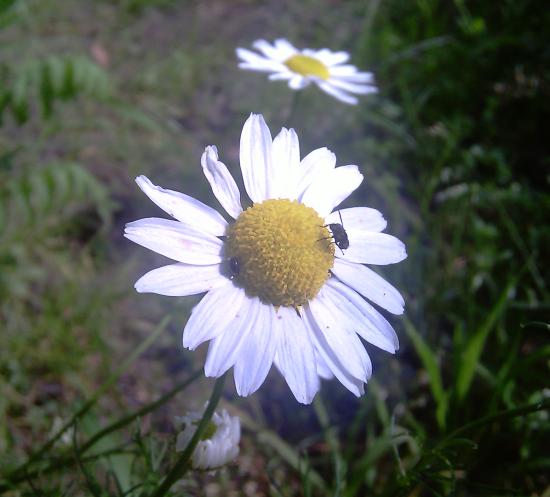 Blume 1
