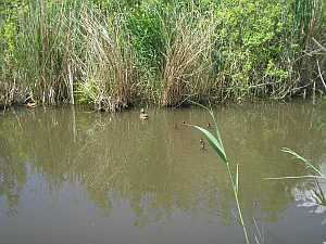 Enten auf dem See