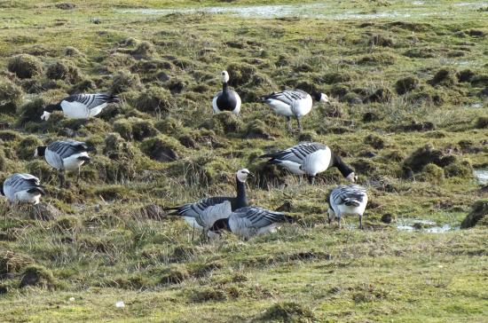 Norddeich 3