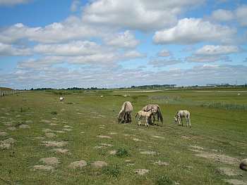 P6260007w