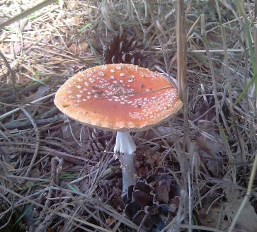 Pilz 1