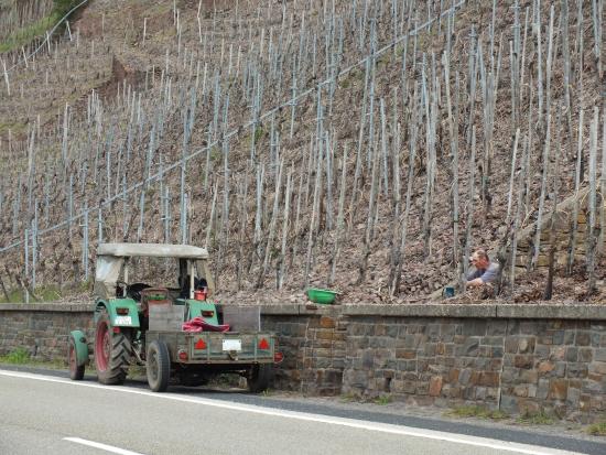 Rast im Weinberg