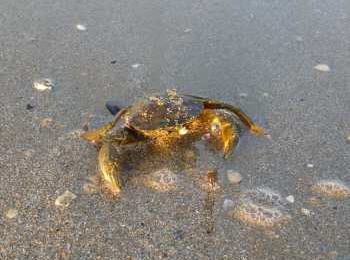 Krabbe