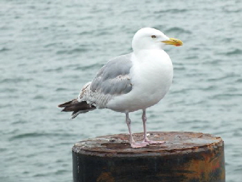 Mve